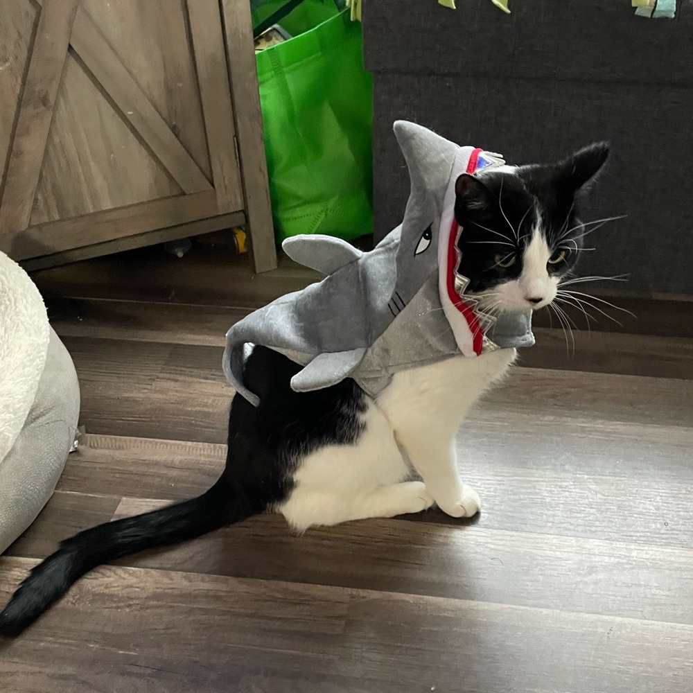 Shark Costume for Cat